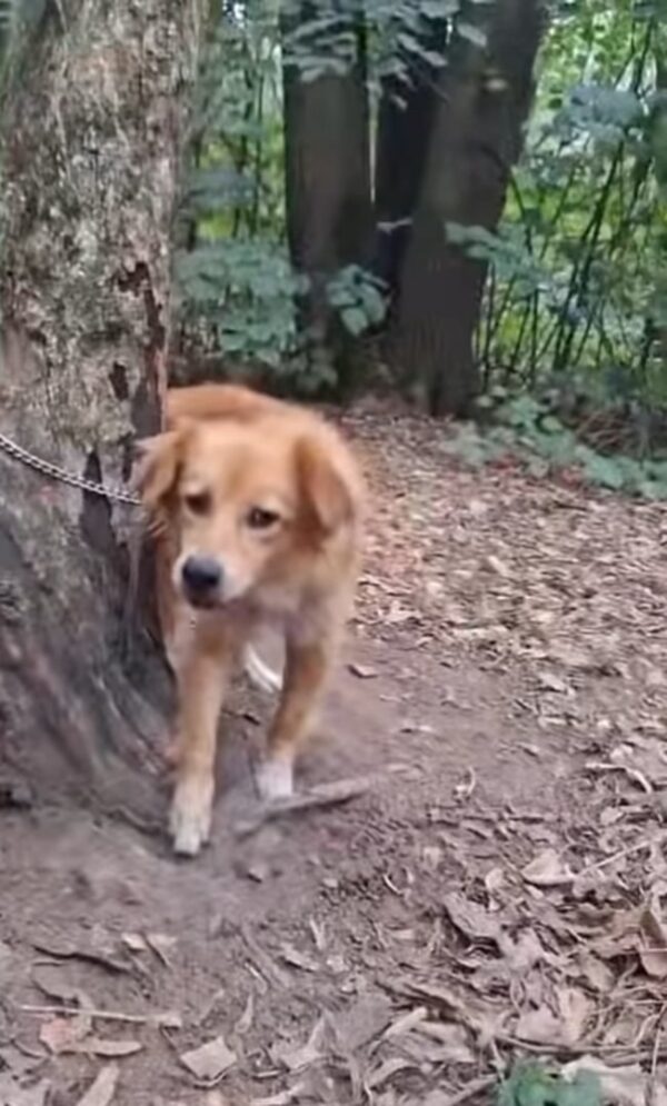 Abandoned in the Woods: Dog's Heartbreaking Tale of Survival and Hope-1