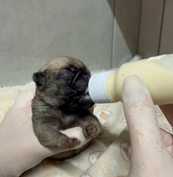 Abandoned Newborn Puppy Found in Trash: A Tale of Hope and Survival-1