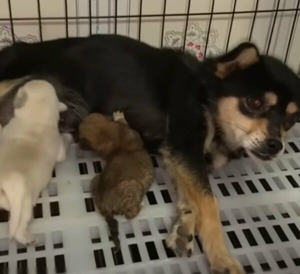 Abandoned Puppies Find Unexpected Love in a Surprising Place-1