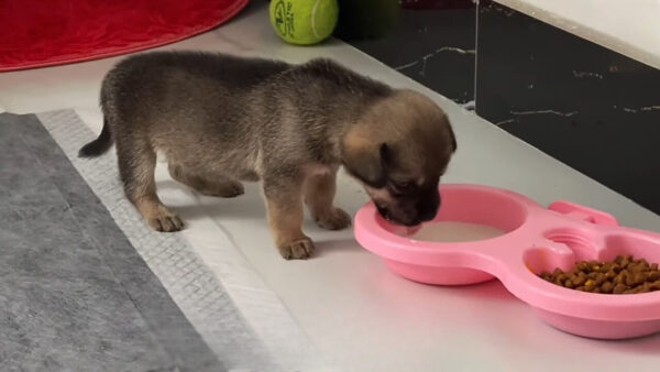 Abandoned Puppy Waits Desperately on Roadside, What Happens Next Will Melt Your Heart-1