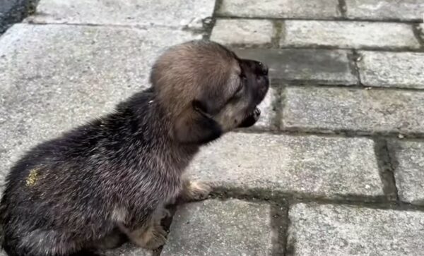 Abandoned Puppy Waits Desperately on Roadside, What Happens Next Will Melt Your Heart-1