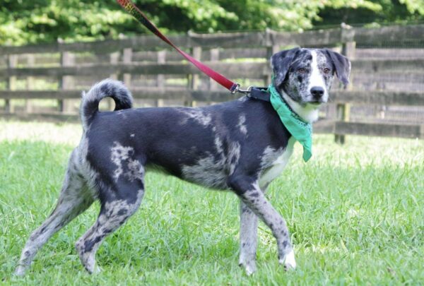 Abandoned Pup's Emotional Rollercoaster: From Heartbreak to a New Family in Hours-1