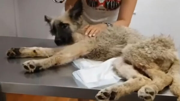 An Injured Puppy’s Plea: The Heartfelt Tale That Will Tug at Your Heartstrings-1