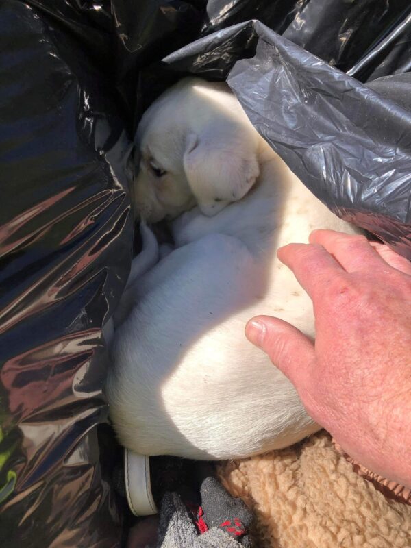 An Unlikely Discovery in the Trash That Will Melt Your Heart-1