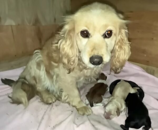 An Unlikely Hero Saves Abandoned Dog Family From Despair-1