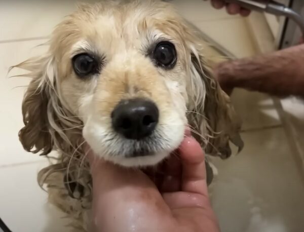 An Unlikely Hero Saves Abandoned Dog Family From Despair-1