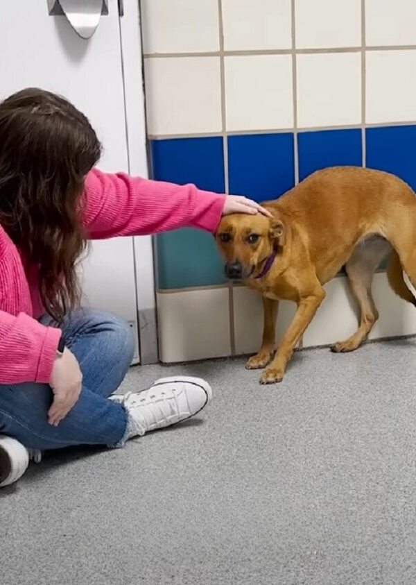 Anxious Shelter Dog Finds Unlikely Savior in Her New Best Friend-1