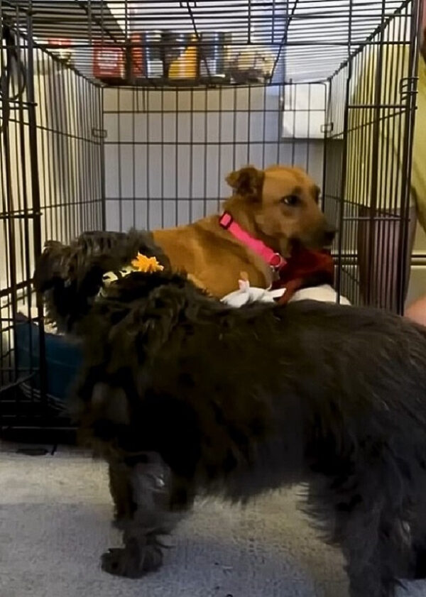 Anxious Shelter Dog Finds Unlikely Savior in Her New Best Friend-1