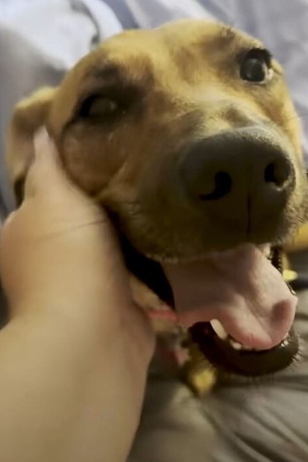 Anxious Shelter Dog Finds Unlikely Savior in Her New Best Friend-1