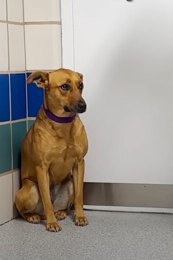 Anxious Shelter Dog Finds Unlikely Savior in Her New Best Friend-1