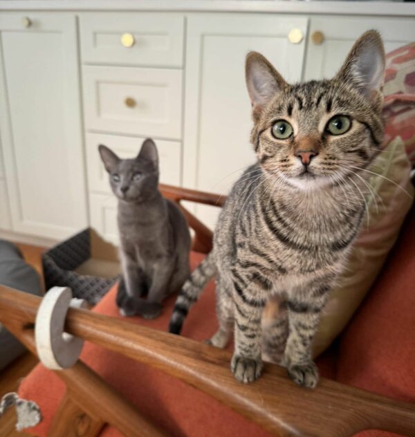 Blind Kitten's Paw-steps Lead to Unbreakable Friendship With Fellow Rescue Cat-1