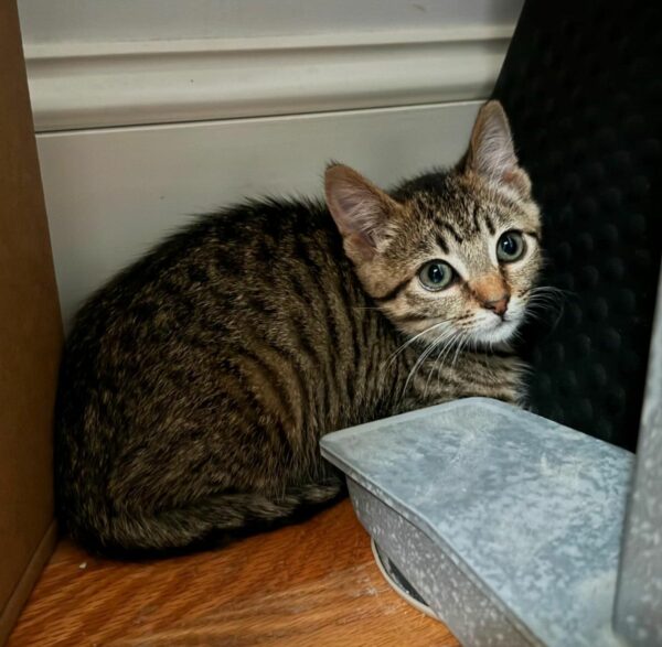 Blind Kitten's Paw-steps Lead to Unbreakable Friendship With Fellow Rescue Cat-1