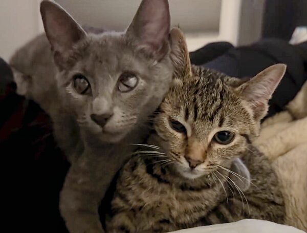 Blind Kitten's Paw-steps Lead to Unbreakable Friendship With Fellow Rescue Cat-1