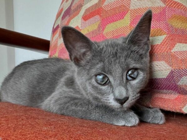 Blind Kitten's Paw-steps Lead to Unbreakable Friendship With Fellow Rescue Cat-1