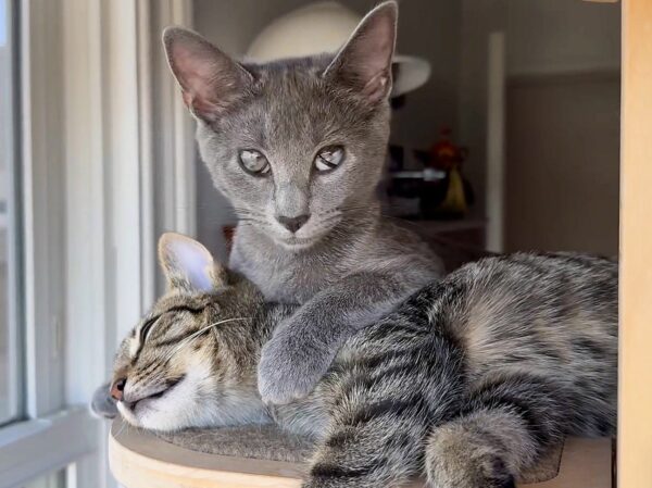 Blind Kitten's Paw-steps Lead to Unbreakable Friendship With Fellow Rescue Cat-1