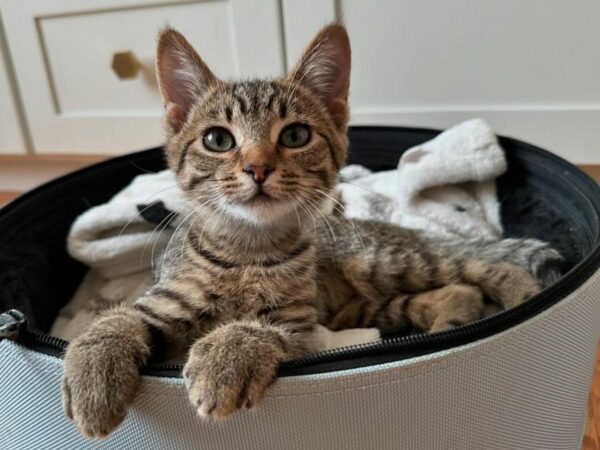 Blind Kitten's Paw-steps Lead to Unbreakable Friendship With Fellow Rescue Cat-1