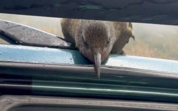 Curious Beaks and Unexpected Chaos: A Man's Wild Adventure with Alpine Parrots-1