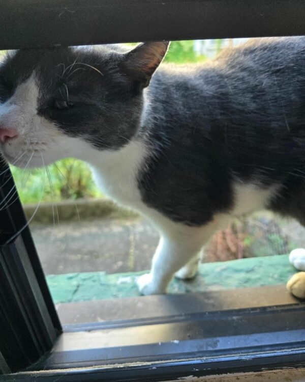 Curious Cat's Window Leap Leads to a Life-Changing Surprise-1