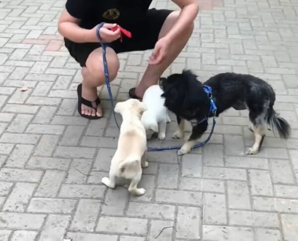 Curious Residents Discover Heartfelt Mystery Behind Rooftop Canine-1