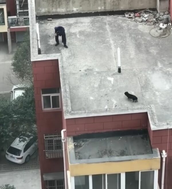 Curious Residents Discover Heartfelt Mystery Behind Rooftop Canine-1