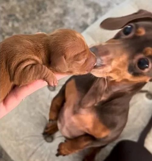 Dachshund Dad's Reaction to Meeting His Puppy Will Melt Your Heart!-1