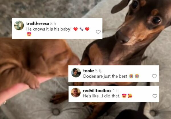 Dachshund Dad's Reaction to Meeting His Puppy Will Melt Your Heart!-1