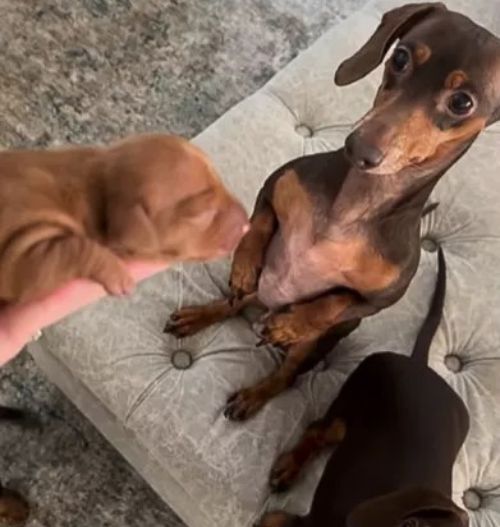 Dachshund Dad's Reaction to Meeting His Puppy Will Melt Your Heart!-1