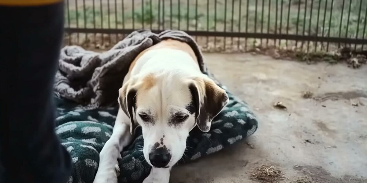 Discover the Cozy Ritual That Warms a Foster Pup's Heart Every Night