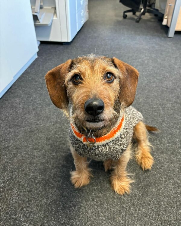 Discover the Heartfelt Connection Between Dogs and Their Human Coworkers in This Unusual Office-1