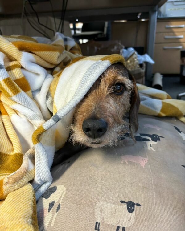 Discover the Heartfelt Connection Between Dogs and Their Human Coworkers in This Unusual Office-1