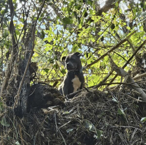 Dog Miraculously Rescued From Flooded Tree After Hurricane Chaos-1