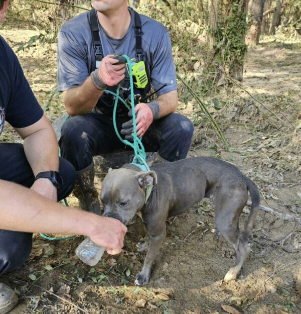 Dog Miraculously Rescued From Flooded Tree After Hurricane Chaos-1