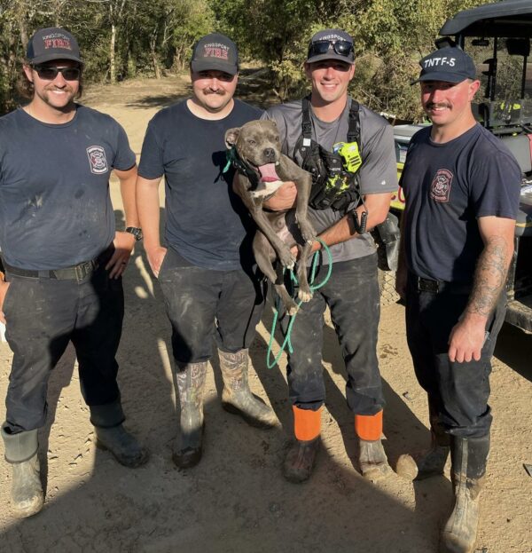 Dog Miraculously Rescued From Flooded Tree After Hurricane Chaos-1