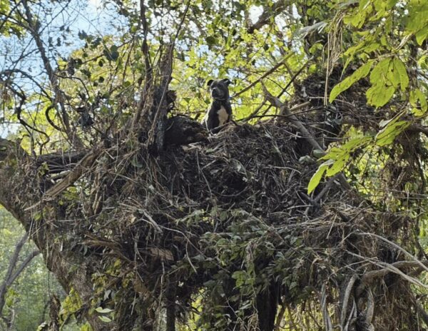 Dog Miraculously Rescued From Flooded Tree After Hurricane Chaos-1