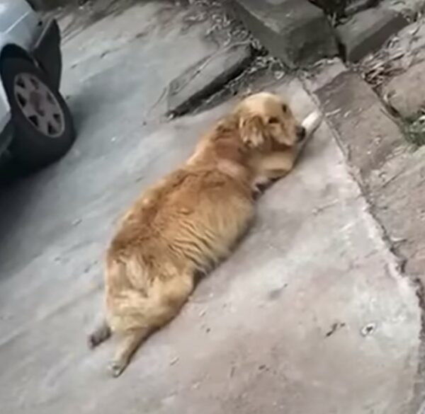 Dog With Unbelievably Swollen Belly Found Begging For Help, What Happened Next Will Amaze You-1