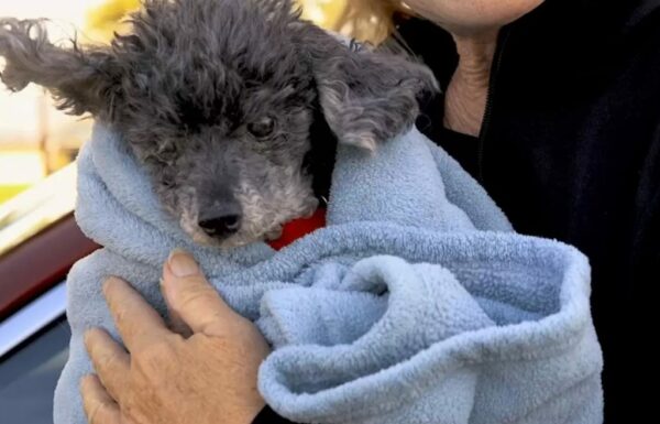 Elderly Poodle's Last Wish Ignites a Heartfelt Rescue Mission-1