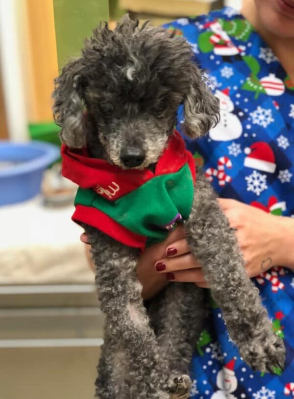 Elderly Poodle's Last Wish Ignites a Heartfelt Rescue Mission-1