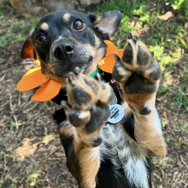 Emotional Rollercoaster: Rescuers' Race Against Time to Save Frightened Pup from Traffic Chaos-1