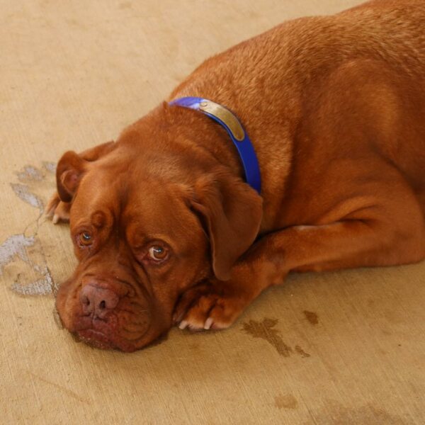 Family's Heartless Decision Leaves Loyal Dog in Shelter: You Won't Believe Why-1