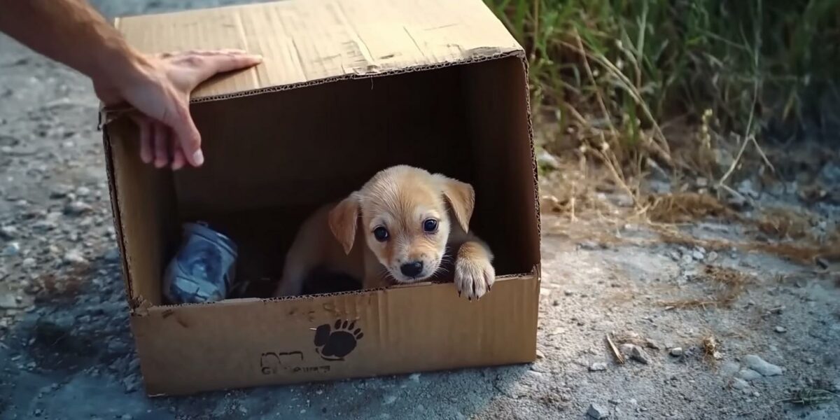 From Abandonment to Unbreakable Bond: How One Man Changed a Puppy’s Fate Forever