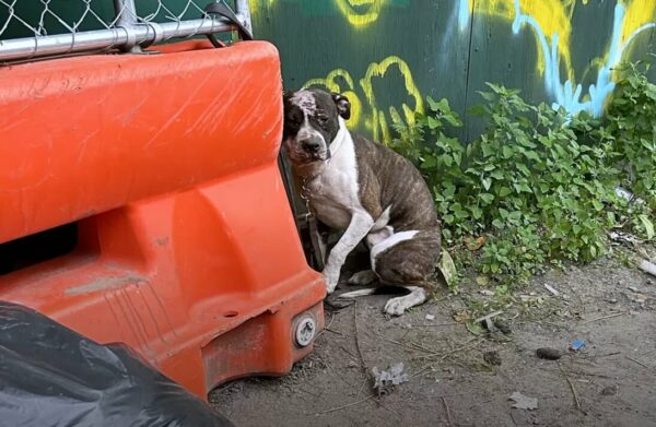 From Chains to Cherished: Discover the Heartwarming Journey of a Resilient Pup-1