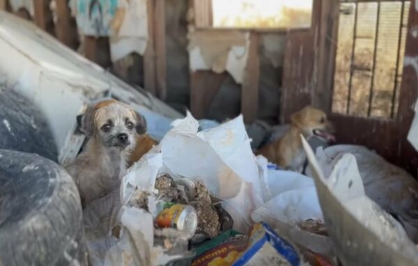 From Desert Abandonment to Rescue: The Emotional Tale of 16 Dogs-1