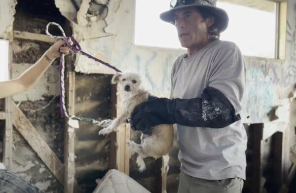 From Desert Abandonment to Rescue: The Emotional Tale of 16 Dogs-1