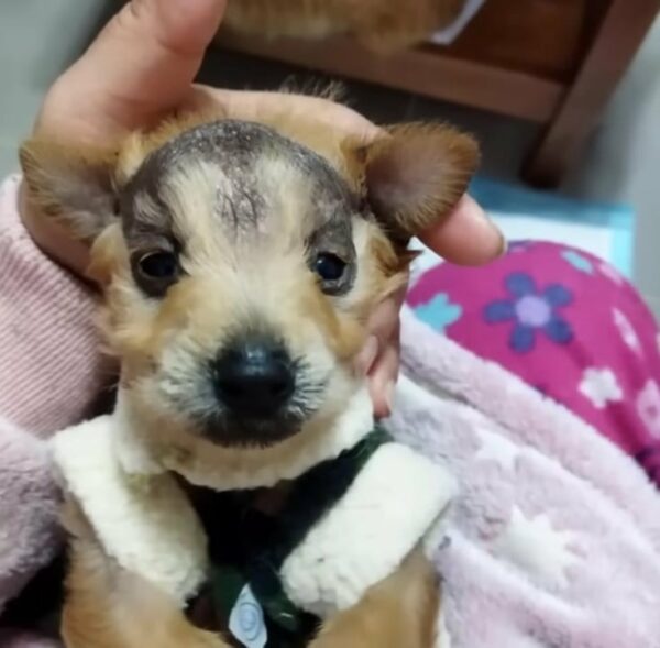 From Despair to Happiness: The Unforgettable Tale of a Puppy Abandoned for a Bald Spot-1