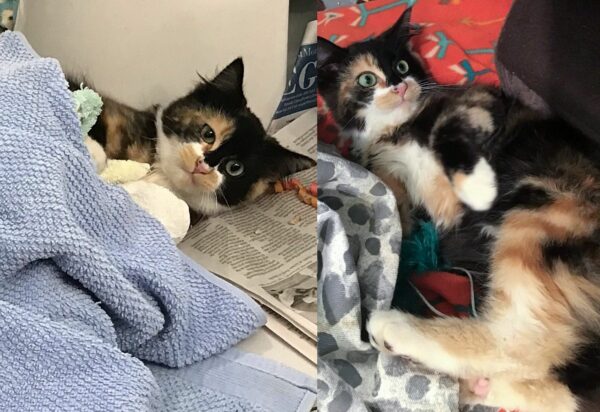 From Fear to Friendship: The Calico's Transformation That Will Melt Your Heart-1