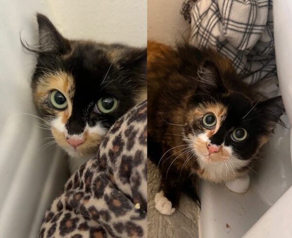 From Fear to Friendship: The Calico's Transformation That Will Melt Your Heart-1