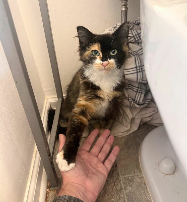 From Fear to Friendship: The Calico's Transformation That Will Melt Your Heart-1