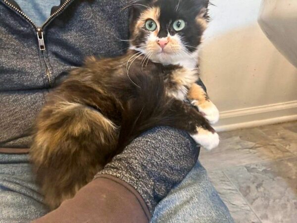 From Fear to Friendship: The Calico's Transformation That Will Melt Your Heart-1