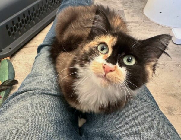 From Fear to Friendship: The Calico's Transformation That Will Melt Your Heart-1