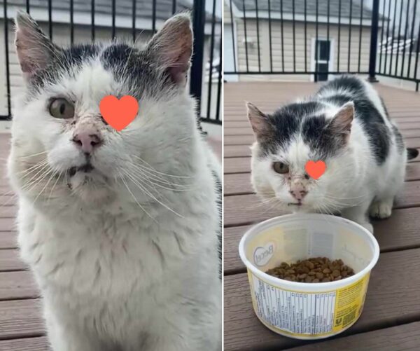 From Streets to Snuggles: A Cat's Unbelievable Transformation!-1